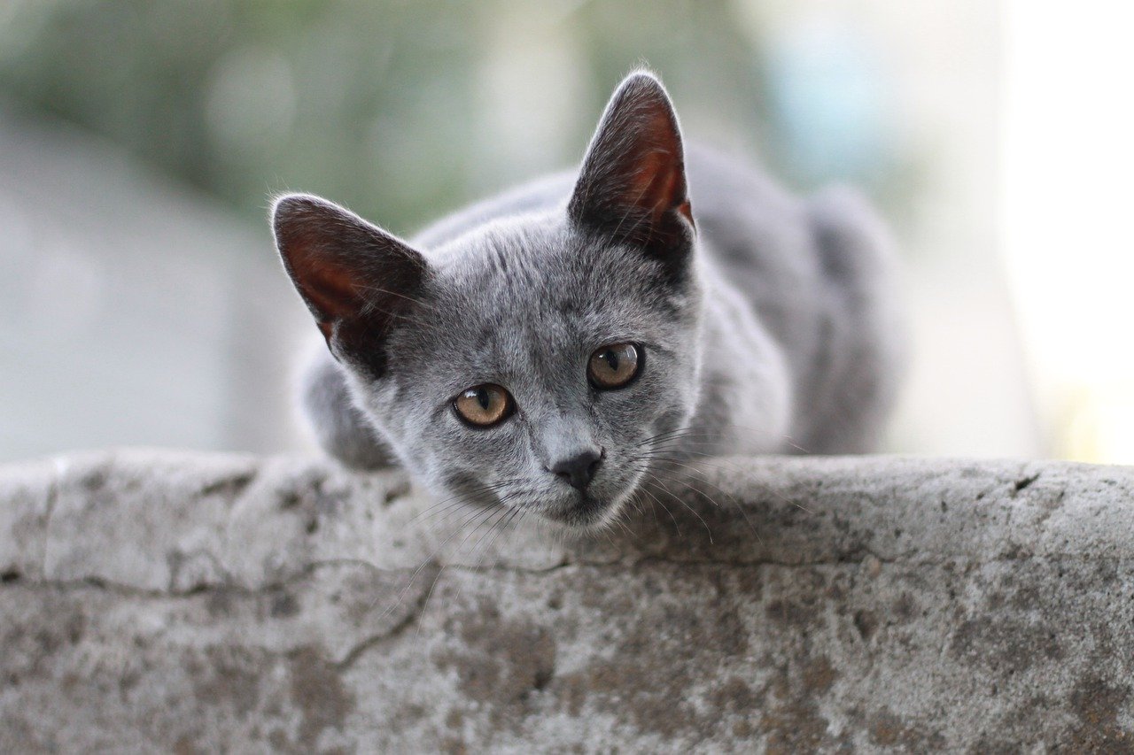 Next doors cat